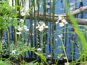 hvid Blomst Vand Violet (Hottonia palustris) foto