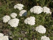 hvid Blomst Røllike, Milfoil, Staunchweed, Blodige, Thousandleaf, Soldats Woundwort (Achillea) foto