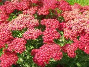rød Blomst Røllike, Milfoil, Staunchweed, Blodige, Thousandleaf, Soldats Woundwort (Achillea) foto