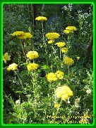 žltý Kvetina Rebríček, Staunchweed, Krvavý, Thousandleaf, Vojaka Woundwort (Achillea) fotografie