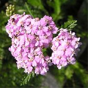 vaaleanpunainen Kukka Yarrow, Siankärsämö, Staunchweed, Verisiä, Thousandleaf, Sotilaan Peltopähkämö (Achillea) kuva