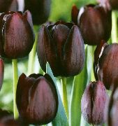 burgundy Blóm Tulip (Tulipa) mynd