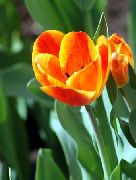 oranje Bloem Tulp (Tulipa) foto