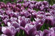 მეწამული ყვავილების Tulip (Tulipa) ფოტო