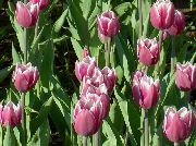ვარდისფერი ყვავილების Tulip (Tulipa) ფოტო