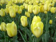 žlutý Květina Tulipán (Tulipa) fotografie