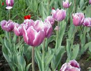 lilás Flor Tulipa  foto