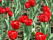 წითელი ყვავილების Tulip (Tulipa) ფოტო