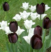 svartur Blóm Tulip (Tulipa) mynd