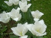vit Blomma Tulip (Tulipa) foto