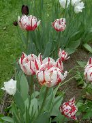 piros Virág Tulipán (Tulipa) fénykép