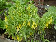 ყვითელი ყვავილების დიდი Merrybells, დიდი Bellwort (Uvularia) ფოტო
