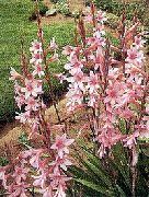 pink Blomst Watsonia, Signalhorn Lilje  foto