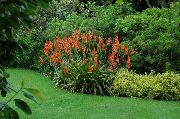 红 花 Watsonia，喇叭百合  照片