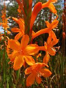 laranja Flor Watsonia, Lírio Bugle  foto