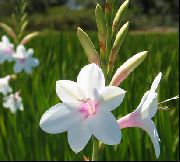 hvid Blomst Watsonia, Signalhorn Lilje  foto