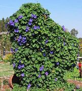 синій Квітка Фарбітіс (Іпомея) (Ipomoea) фото