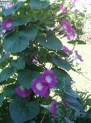 ροζ  Δόξα Πρωί, Μπλε Αυγή Λουλούδι (Ipomoea) φωτογραφία