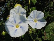 alb  Gloria Dimineață, Floare Albastra Zori (Ipomoea) fotografie