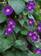 violetti  Morning Glory, Sininen Dawn Kukka (Ipomoea) kuva