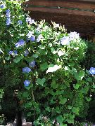 ღია ლურჯი ყვავილების დილით დიდება, ლურჯი ცისკრის ყვავილი (Ipomoea) ფოტო