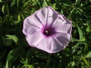 liliac  Gloria Dimineață, Floare Albastra Zori (Ipomoea) fotografie