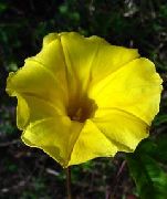 ყვითელი ყვავილების დილით დიდება, ლურჯი ცისკრის ყვავილი (Ipomoea) ფოტო