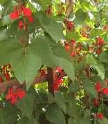 κόκκινος λουλούδι Scarlet Δρομέας Φασόλι, Οστρακιά, Κατακτητής, Φασόλια Φωτιά, Μαμούθ, Κόκκινο Gian (Phaseolus coccineus) φωτογραφία