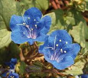蓝色  加州风信子，花边的Phacelia，蓝色卷发，毛毛虫，小提琴的脖子，蜘蛛花，野生鸡血石  照片
