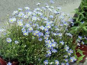 vaaleansininen Kukka Sininen Päivänkakkara, Sininen Marguerite (Felicia amelloides) kuva