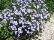 lyse blå Blomst Blå Tusenfryd, Blå Marguerite (Felicia amelloides) bilde