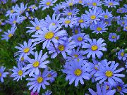 svijetloplava Cvijet Plava Tratinčica, Plava Marguerite (Felicia amelloides) foto