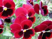 czerwony Kwiat Vitrokka Fiolet (Bratek) (Viola  wittrockiana) zdjęcie