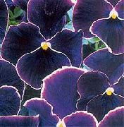 черен Цвете Виола, Теменуга (Viola  wittrockiana) снимка