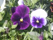 љубичаста Цвет Виола, Панси (Viola  wittrockiana) фотографија