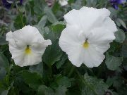 ホワイト フラワー ビオラ、パンジー (Viola  wittrockiana) フォト