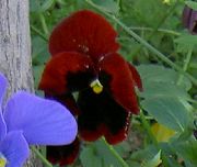 burgundy Blomma Viola, Pansy (Viola  wittrockiana) foto
