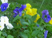блакітны Кветка Фіялка Витрокка (Браткі) (Viola  wittrockiana) фота