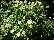 beyaz çiçek Kanada Anemon, Anemon Çayır (Anemone canadensis) fotoğraf