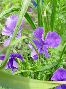 lilac Bláth Horned Pansy, Horned Violet (Viola cornuta) grianghraf