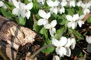 bianco Fiore Cornuto Viola, Viola Cornuta  foto