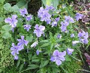 gaiši zils Zieds Ragains Atraitnīte, Horned Violets (Viola cornuta) foto