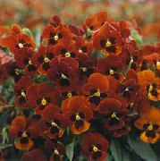 červená Květina Rohatý Maceška, Rohatý Fialová (Viola cornuta) fotografie