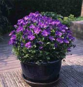 purpurne  Sarvedega Võõrasema, Sarvedega Lilla (Viola cornuta) foto