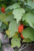 oranžový Květina Lampion Rostlina, Jahoda Pozemní Třešeň (Physalis franchetii, Physalis alkekengi) fotografie