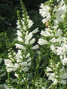 garden flowers white Obedient plant, False Dragonhead Physostegia  photos, description, cultivation and planting, care and watering
