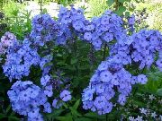 blau Blume Garten Phlox (Phlox paniculata) foto