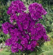 violet Floare Brumărele Gradina (Phlox paniculata) fotografie