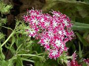 рожевий Квітка Флокс Друммонда (Phlox drummondii) фото