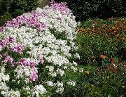 λευκό λουλούδι Ετήσια Phlox, Phlox Drummond Του (Phlox drummondii) φωτογραφία